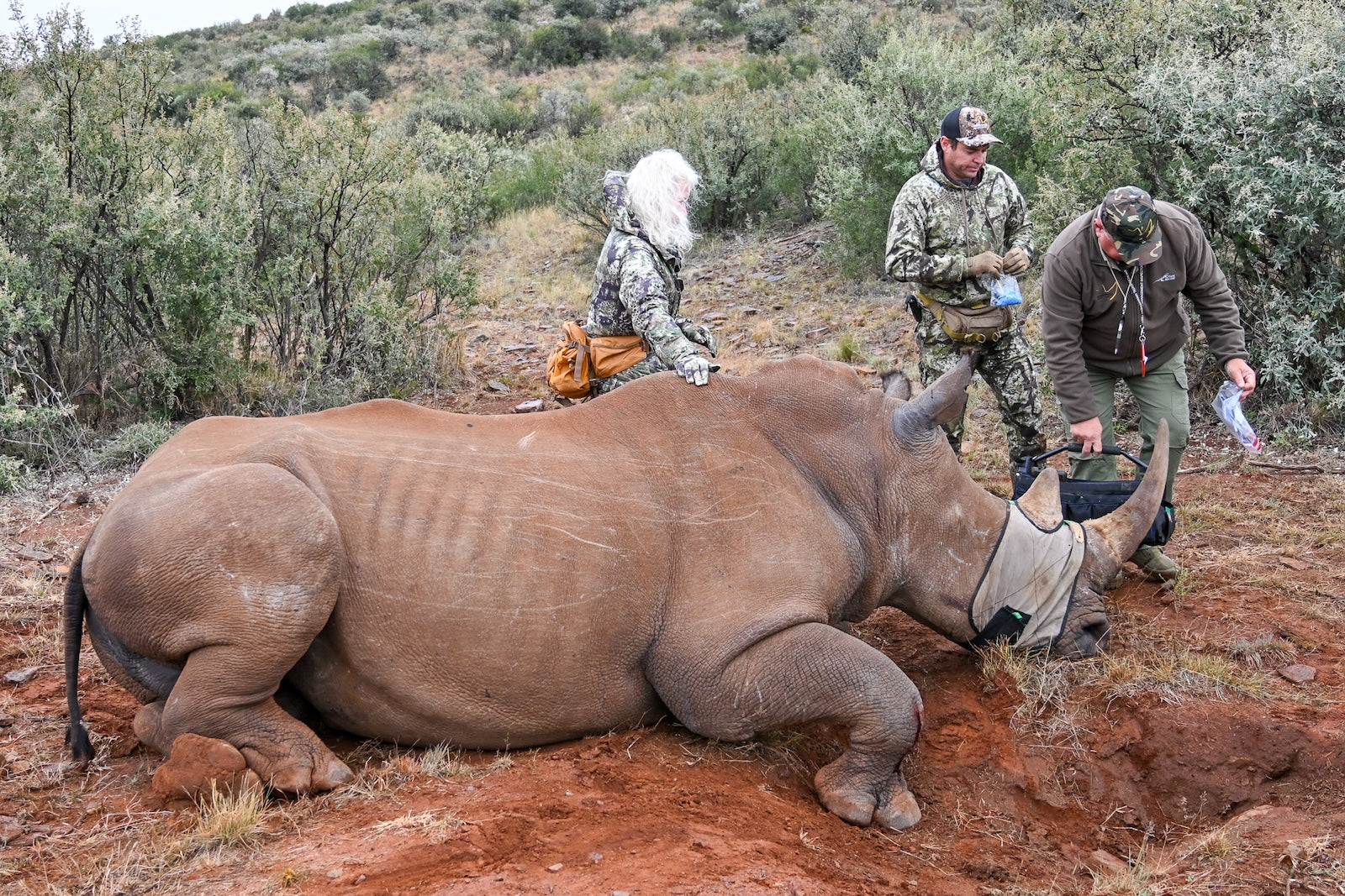 Veterinarians with rhino
