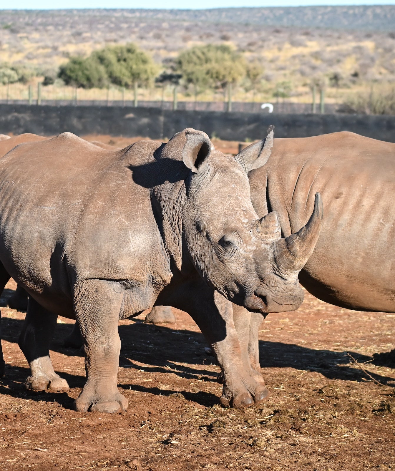 Rhino at Rockwood Conservation