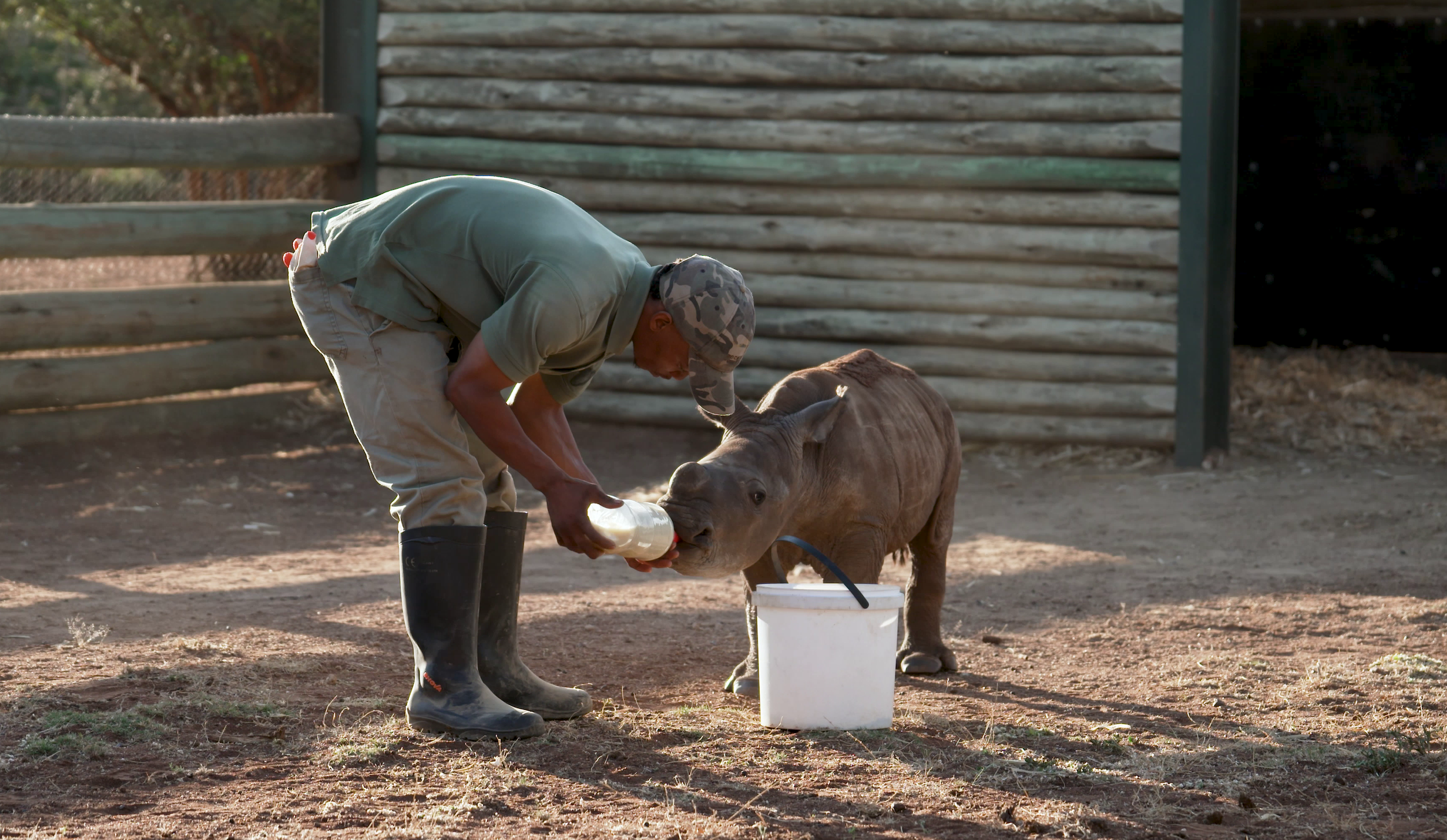 Man feeding baby rhino bottle of milk