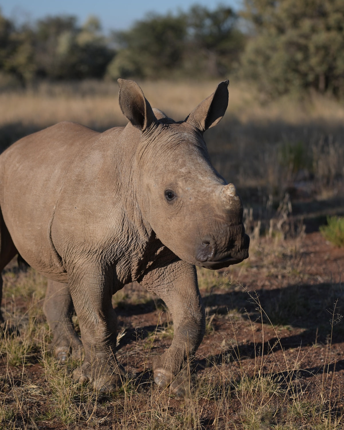 Baby rhino