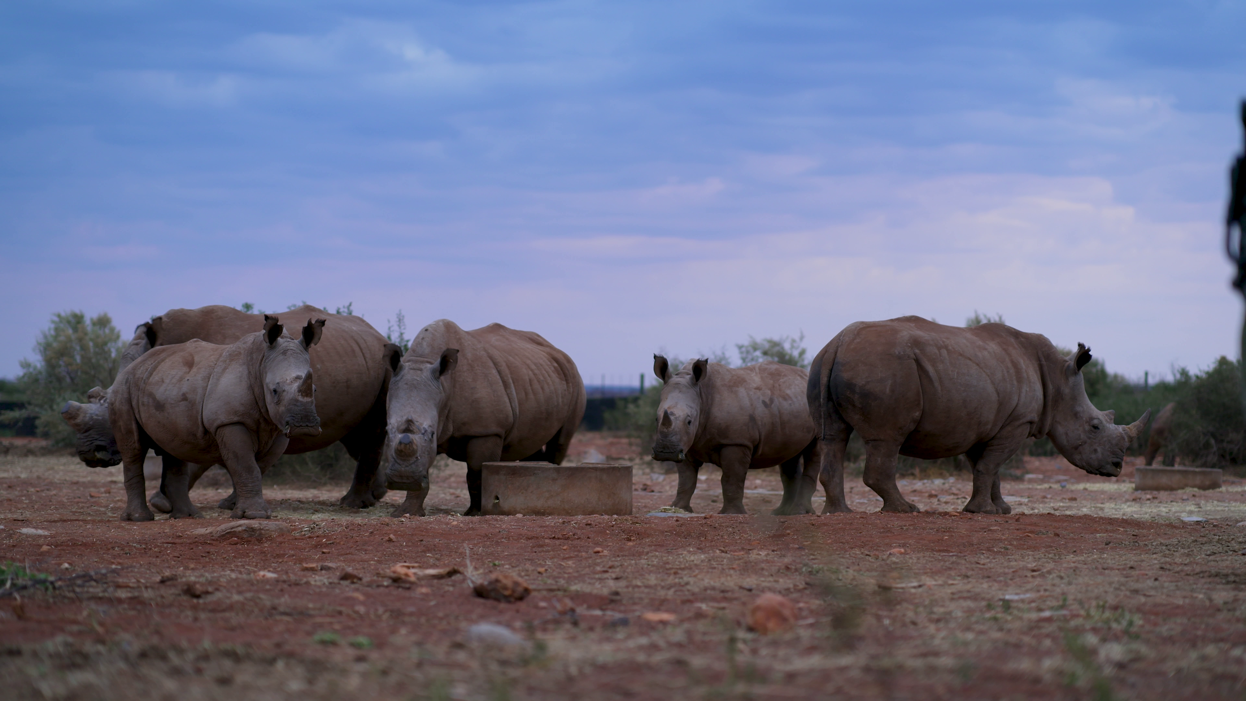 Rhino herd