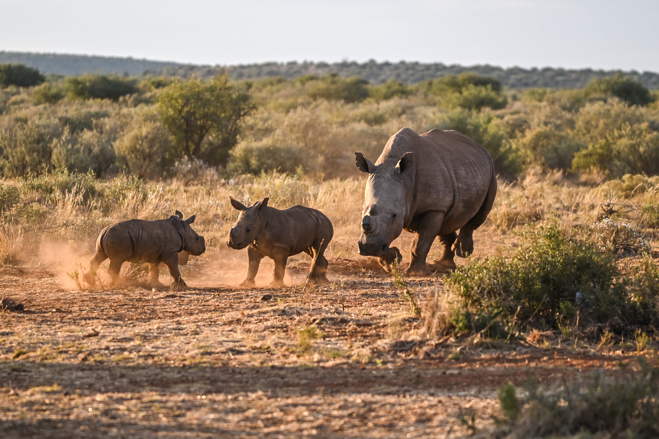 Rhino with two baby rhinos