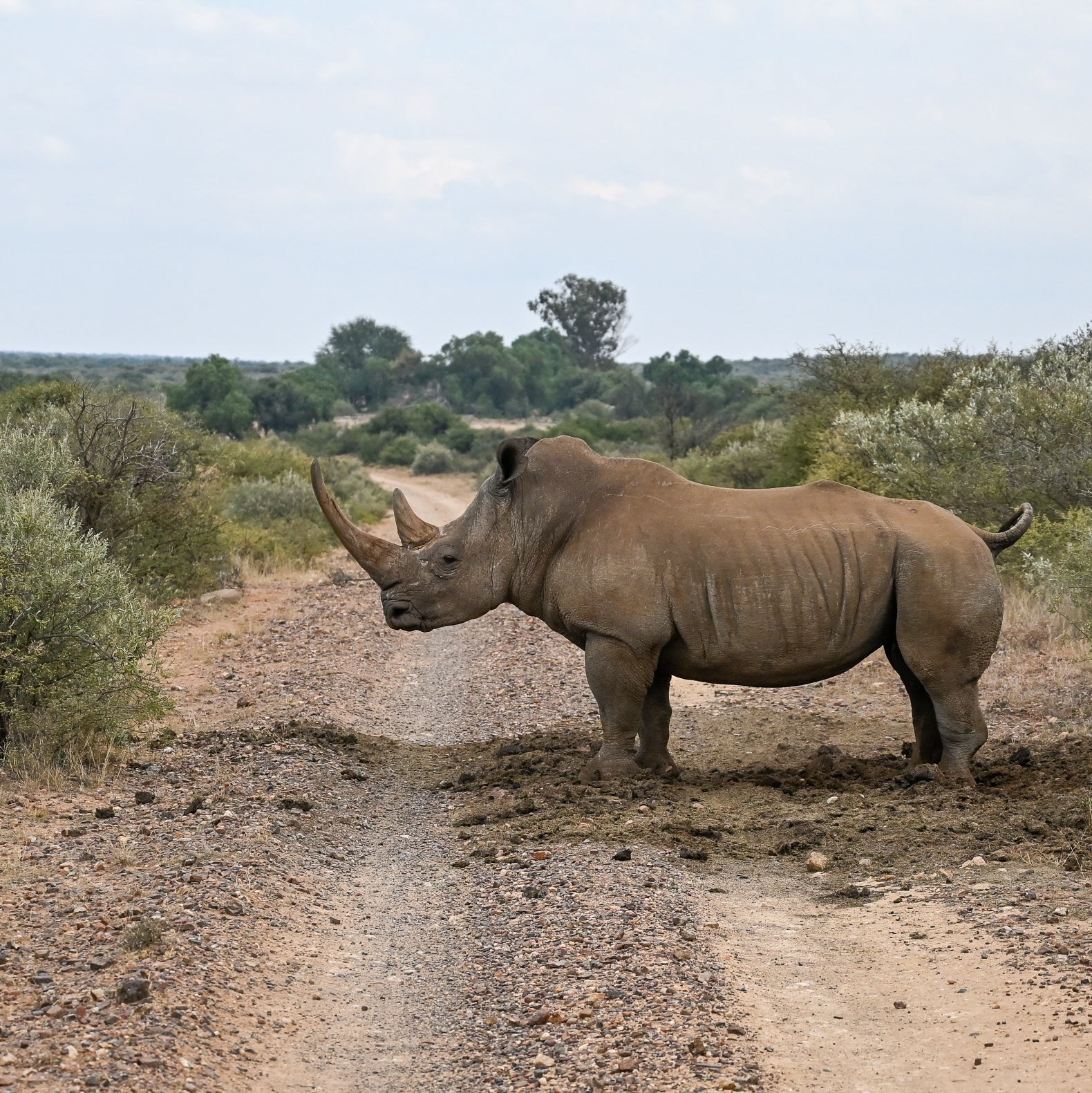 Rhino standing in road