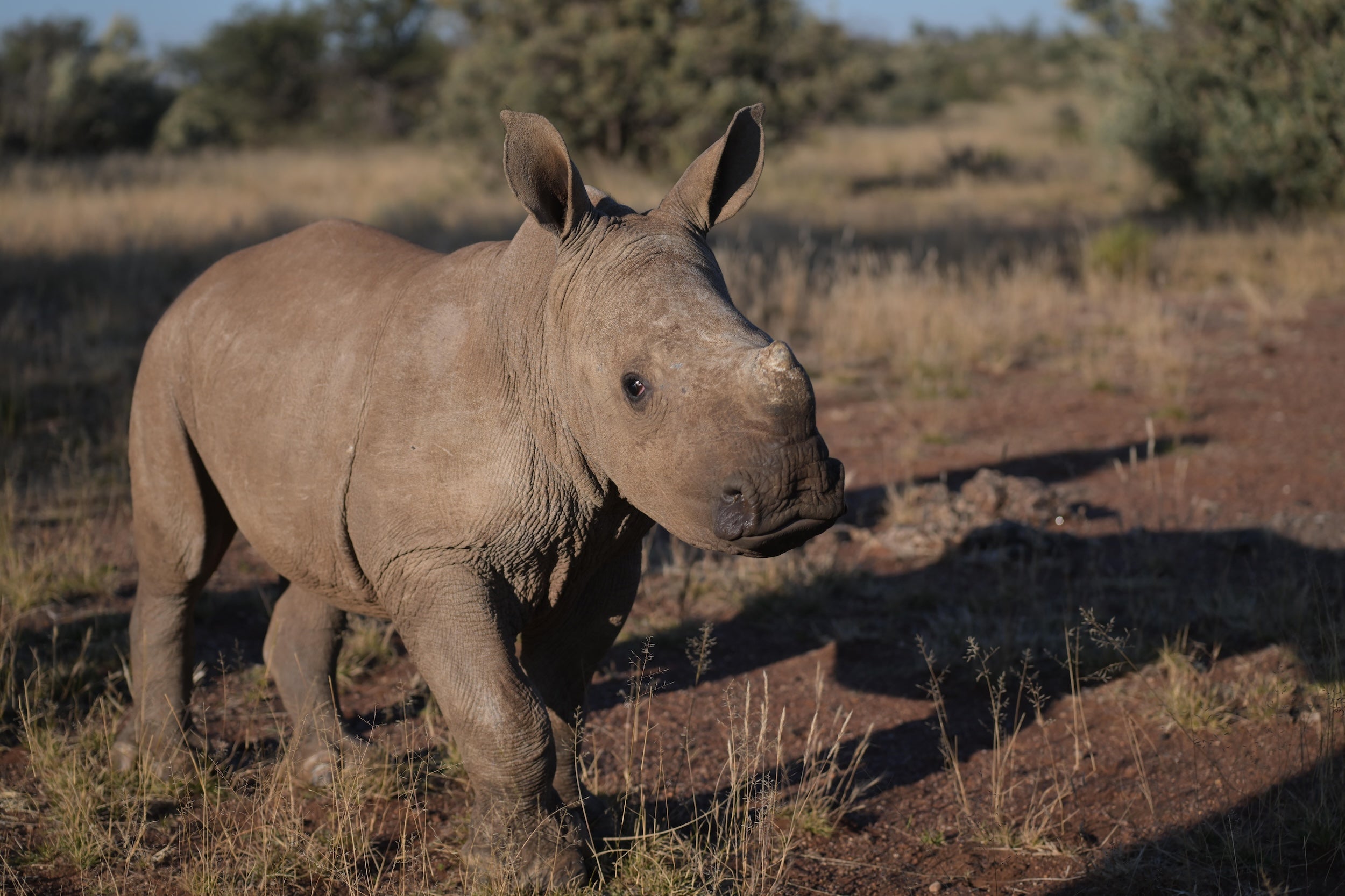 Baby rhino