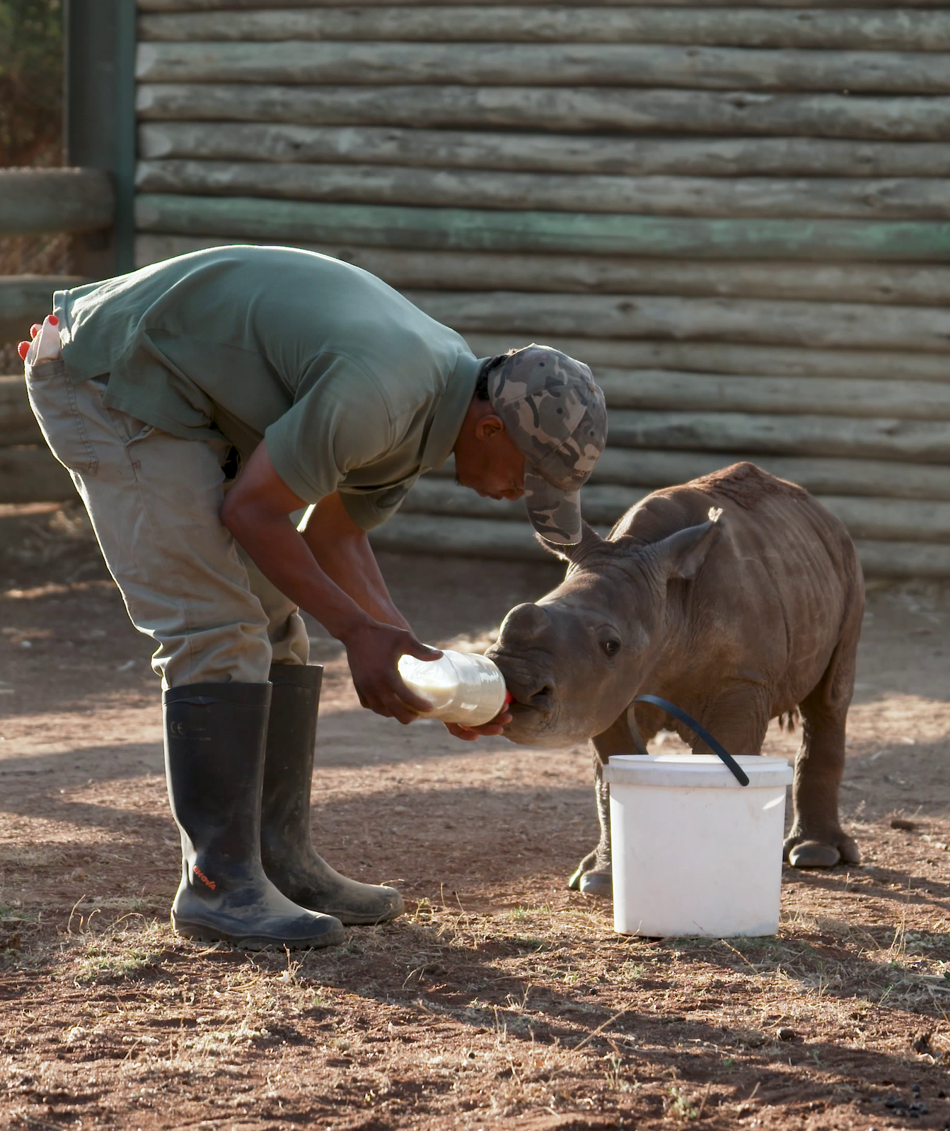 Man feeding a baby rhino a bottle of milk