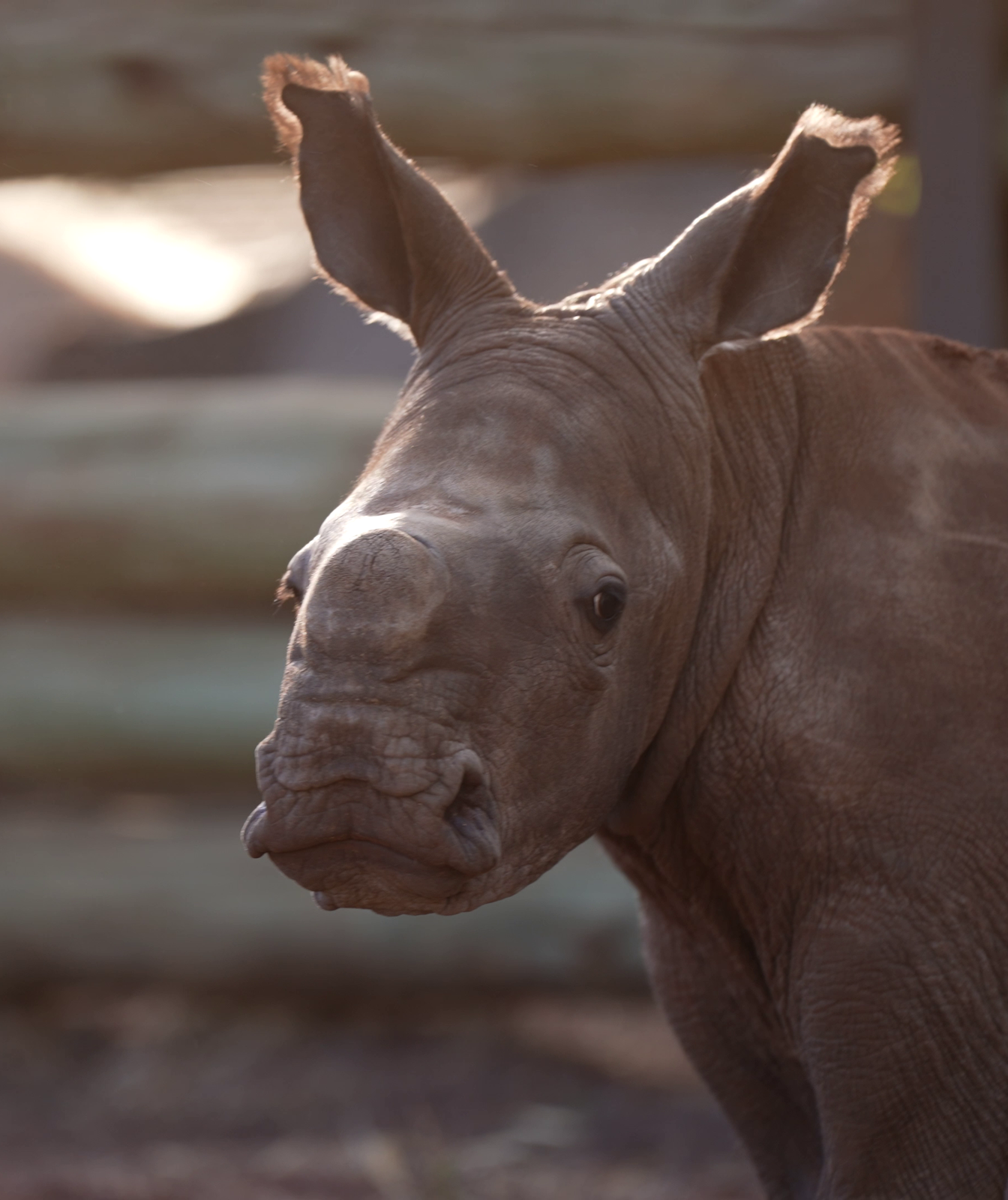 Headshot of baby rhino