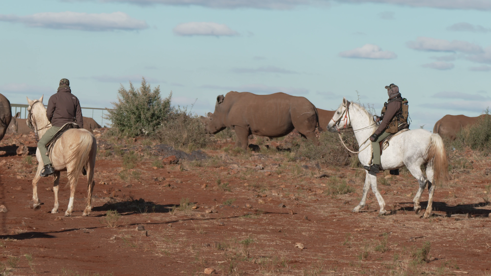 Men on horses with rhinos