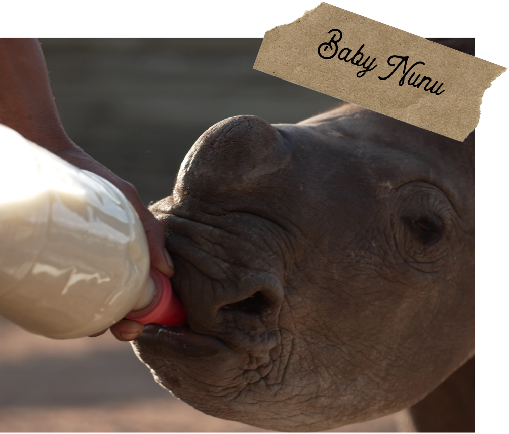 Baby Nunu rhino drinking a bottle of milk