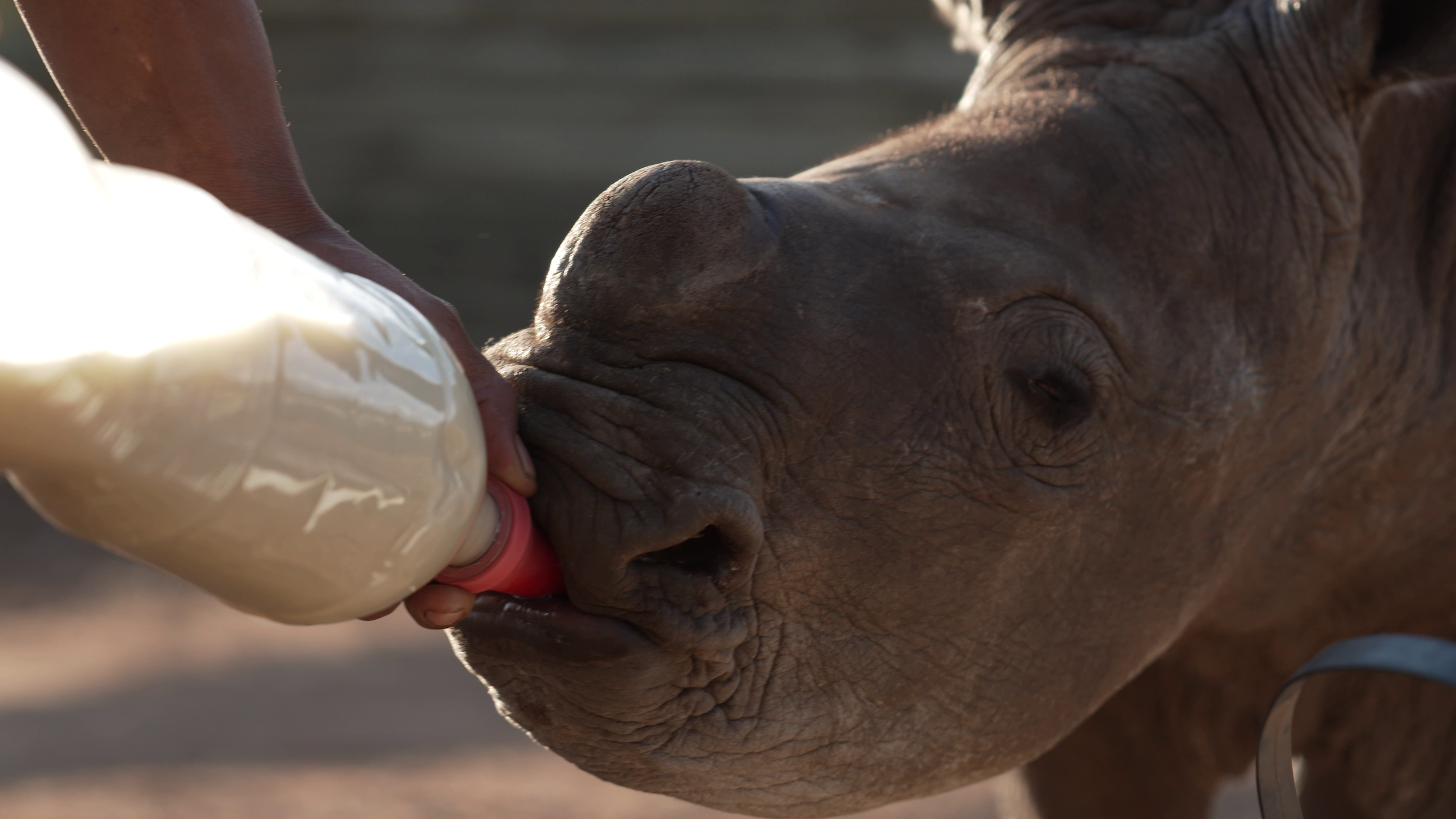 Baby rhino drinking milk from bottle